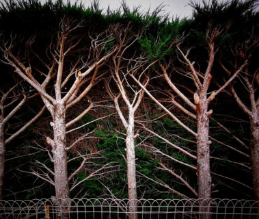 Tall pine trees display a unique arrangement of branches reaching skyward, blending into a dark