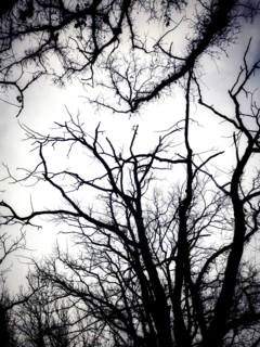Gnarled tree branches stretch upwards, silhouetted against a cloudy sky. The stark contrast evokes