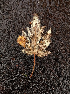 A dry maple leaf rests on a slick, rain-soaked pavement. The leaf's colors are muted by wetness,