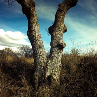 Two distinct tree trunks rise from the ground, revealing textured bark and a split at the base. The