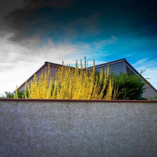 Bright yellow flowers flourish on top of a white wall, contrasting with the muted tones of a house