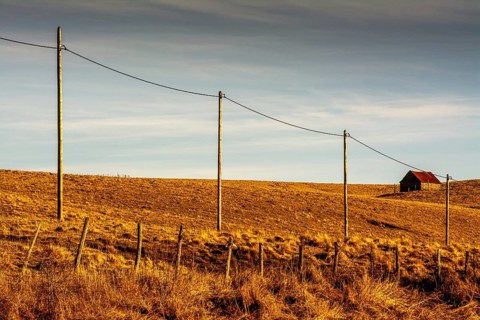 A tranquil view features a row of wooden electric poles stretching across the golden fields of