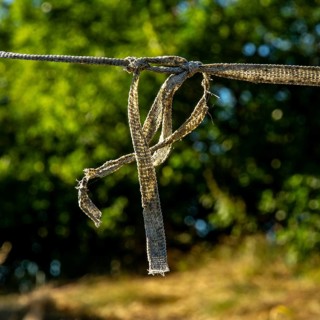 A frayed rope dangles from a tree branch in a vibrant natural landscape. Sunlight illuminates the