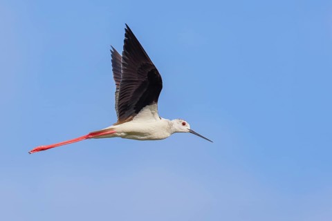 Black-winged Black-winged Stilt (Himantopus himantopus), male calling in flight, blue sky,