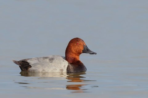 Pochard (Aythya ferina), male swimming on the water, wildlife, animals, birds, duck bird, Lake