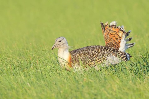 Great Bustard (Otis tarda), searching for food in a meadow, steppe bird, extremely rare bird