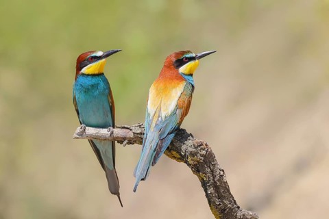 Bee-eater (Merops apiaster) pair sitting on a branch, male, breeding, wildlife, mating, migratory