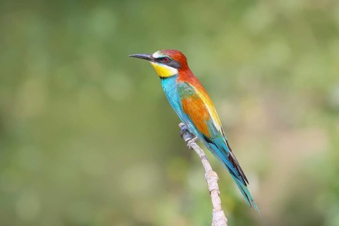 Bee-eater (Merops apiaster) male sitting on a branch, breeding, wildlife, mating, migratory bird,
