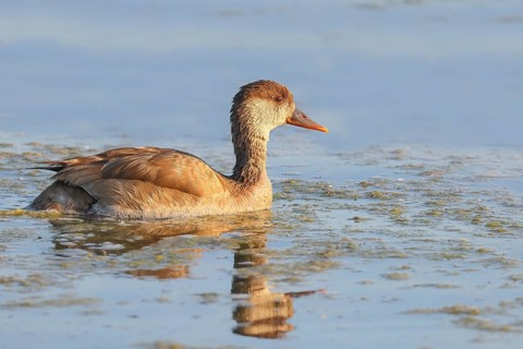 Red-crested pochard (Netta rufina) Female searching for food in shallow water, Ziggsee, Lake