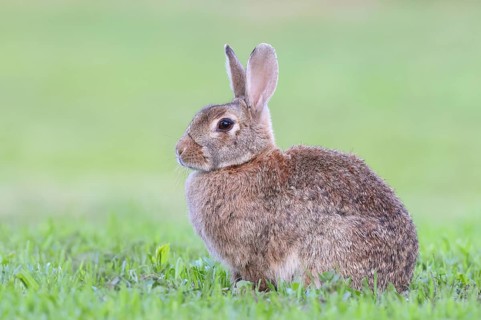Wild rabbit (Oryctolagus cuniculus), sitting in a meadow, adult, alert, wildlife, animals, rodent,