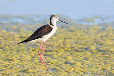 Stilt (Himantopus himantopus), male, standing in algae in shallow water, Ziggsee, Lake Neusiedl