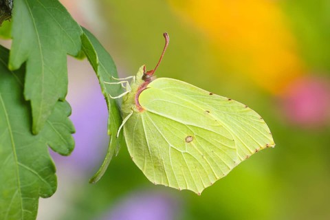 Lemon butterfly (Gonepteryx rhamni), sitting on a leaf, in a natural environment, in the wild,
