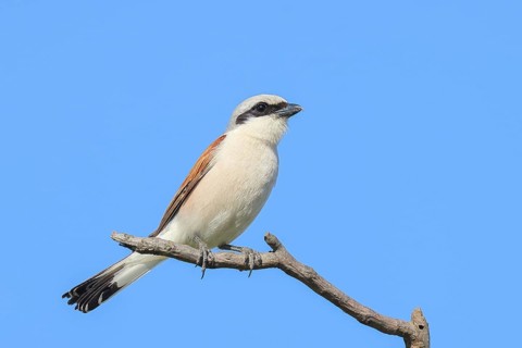 Red-backed shrike (Lanius collurio) male on a branch, looking for prey, wildlife, migratory bird,