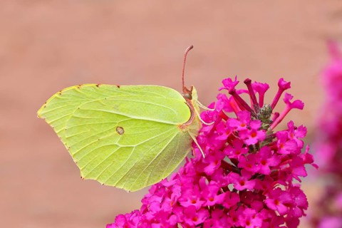 Lemon butterfly (Gonepteryx rhamni), resting on butterfly bush (Buddleja davidii), in a natural