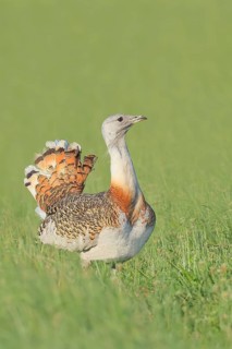 Great Bustard (Otis tarda), standing in a meadow, steppe bird, extremely rare bird species,