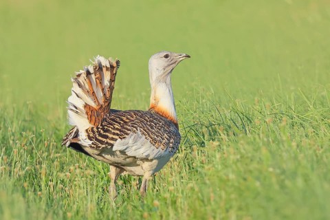 Great Bustard (Otis tarda), standing in a meadow, steppe bird, extremely rare bird species,