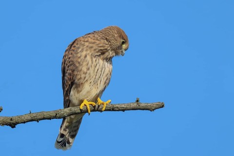 Kestrel (Falco tinnunculus), young bird sitting on a thin branch, wildlife, animals, birds, bird of