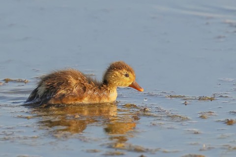 Red-crested pochard (Netta rufina) Chicks searching for food in shallow water, Ziggsee, Lake