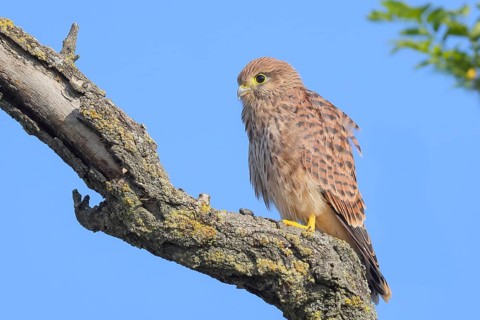 Kestrel (Falco tinnunculus), young bird sitting on branch, wildlife, animals, birds, bird of prey,