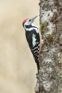 Middle spotted woodpecker (Dendrocopos medius) foraging on the trunk of a grey birch (Betula