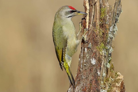 Grey-headed woodpecker (Picus canus), male sitting on a tree stump overgrown with moss and lichen,