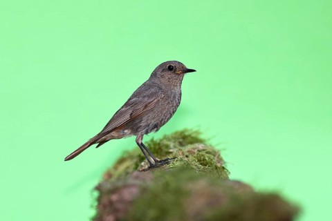 Black redstart (Phoenicurus ochruros), on a moss-covered tree stump in a garden, Wilnsdorf, North