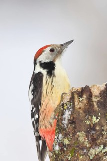 Middle spotted woodpecker (Dendrocopos medius) foraging on the trunk of a grey birch (Betula