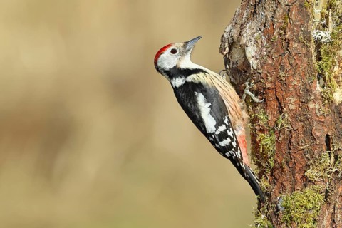 Middle spotted woodpecker (Dendrocopos medius) foraging on the trunk of an oak (Quercus),