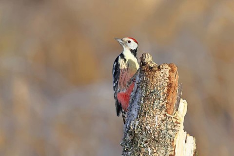 Middle spotted woodpecker (Dendrocopos medius) foraging on the trunk of a grey birch (Betula