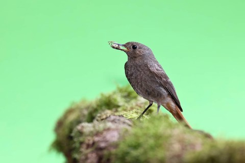 Redstart (Phoenicurus ochruros), with a spider as prey in its beak in a garden, Wilnsdorf, North