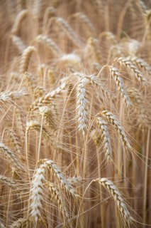 Golden wheat field shortly in front of harvest