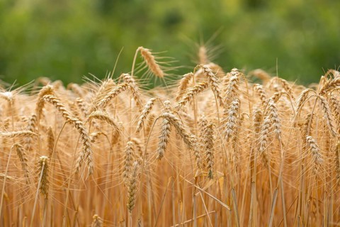 Golden wheat field shortly in front of harvest