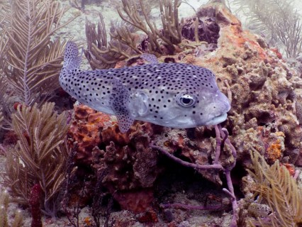 Black spotted pufferfish, Spot-fin porcupinefish (Diodon hystrix), swimming among corals in a