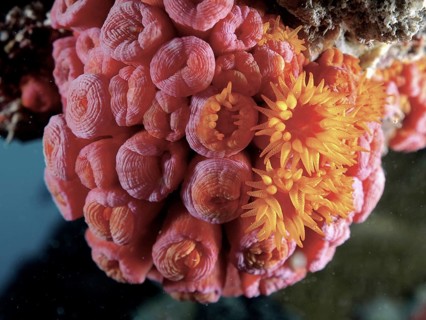Bright pink and orange coral polyps of yellow cup coral (Tubastraea coccinea) in full bloom