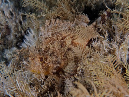 Camouflaged fish, feathered scorpionfish (Scorpaena grandicornis), hiding in plants, barely visible