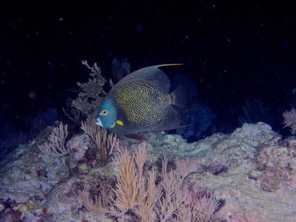 A single French angelfish (Pomacanthus paru) swims in the dark near coloured corals. Dive site John