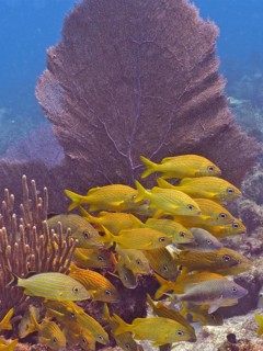 A school of yellow fish, French grunts (Haemulon flavolineatum), swim near a Venus fan (Gorgonia