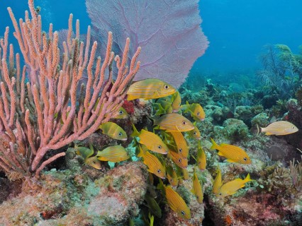 Yellow fish, French grunts (Haemulon flavolineatum), swim around a reef with various soft corals in