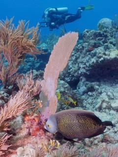 A diver observes a fish, French angelfish (Pomacanthus paru), in a coral formation in the