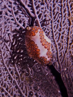 Flamingo tongue (Cyphoma gibbosum) on purple Venus fan (Gorgonia ventalina) at night. Dive site