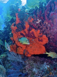 Fire sponge (Tedania ignis) and colourful fish. Dive site John Pennekamp Coral Reef State Park, Key