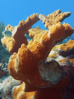 Magnificent elkhorn coral (Acropora palmata) under the sea surface. Dive site John Pennekamp Coral