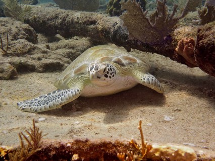A Hawksbill sea turtle (Eretmochelys imbricata imbricata) rests on the seabed surrounded by coral