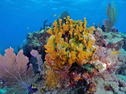 Colourful coral reef with various creatures, including fire coral (Millepora complanata) and Venus