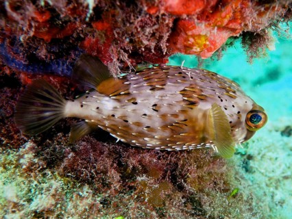 A spiny pufferfish, brown spotted hedgehogfish (Diodon holocanthus), rests under algae in the sea.