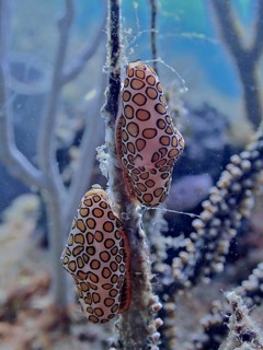 Two sea snails with a striking pattern, flamingo tongue (Cyphoma gibbosum), clinging to an