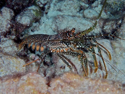 A spotted crayfish (Panulirus guttatus) with a striking pattern of spots on the seabed. Dive site