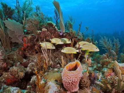Bluestriped grunts (Haemulon sciurus) swim over a lively coral reef in the sea. Dive site John
