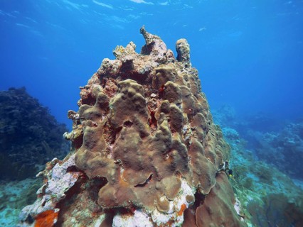 Tall coral, mountainous star coral (Orbicella faveolata), rises majestically under clear ocean