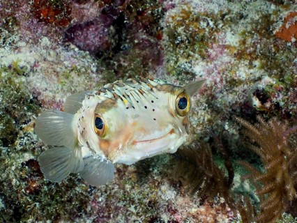 A pufferfish, brown spotted hedgehogfish (Diodon holocanthus), with an attentive look camouflages